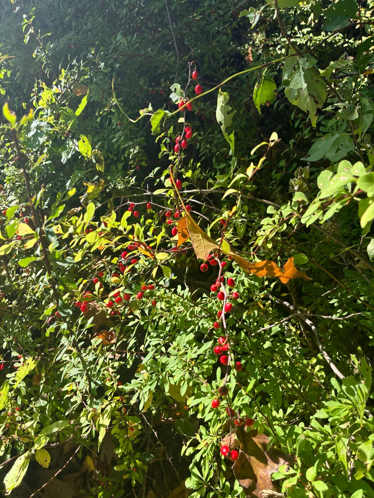 Berberis Thunbergii
