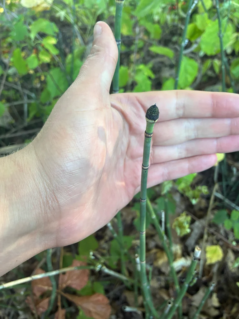 Equisetum Hyemale