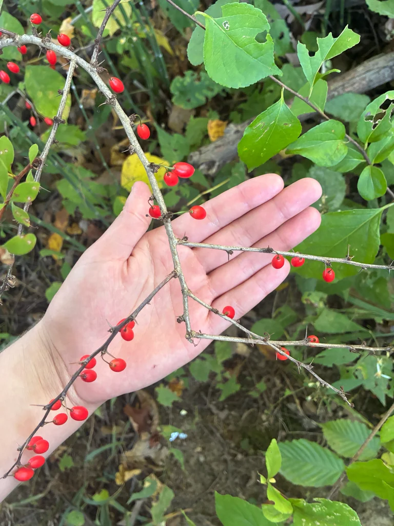 Berberis Thunbergii