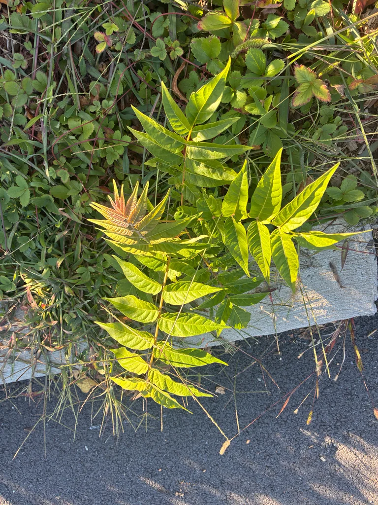 Ailanthus Altissima