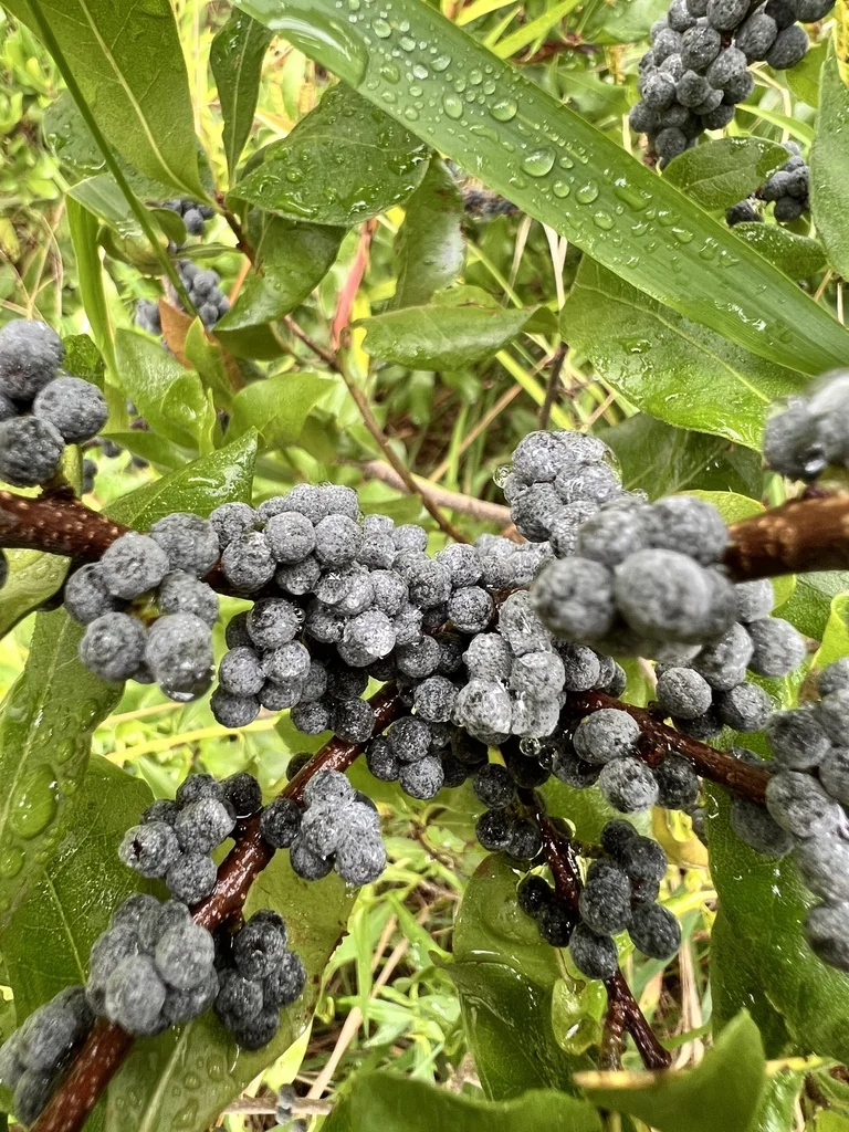 Myrica Pensylvanica