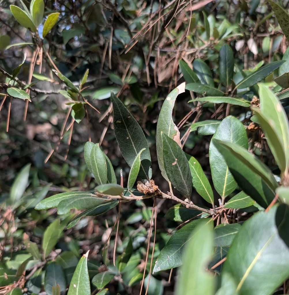 Quercus Ilex