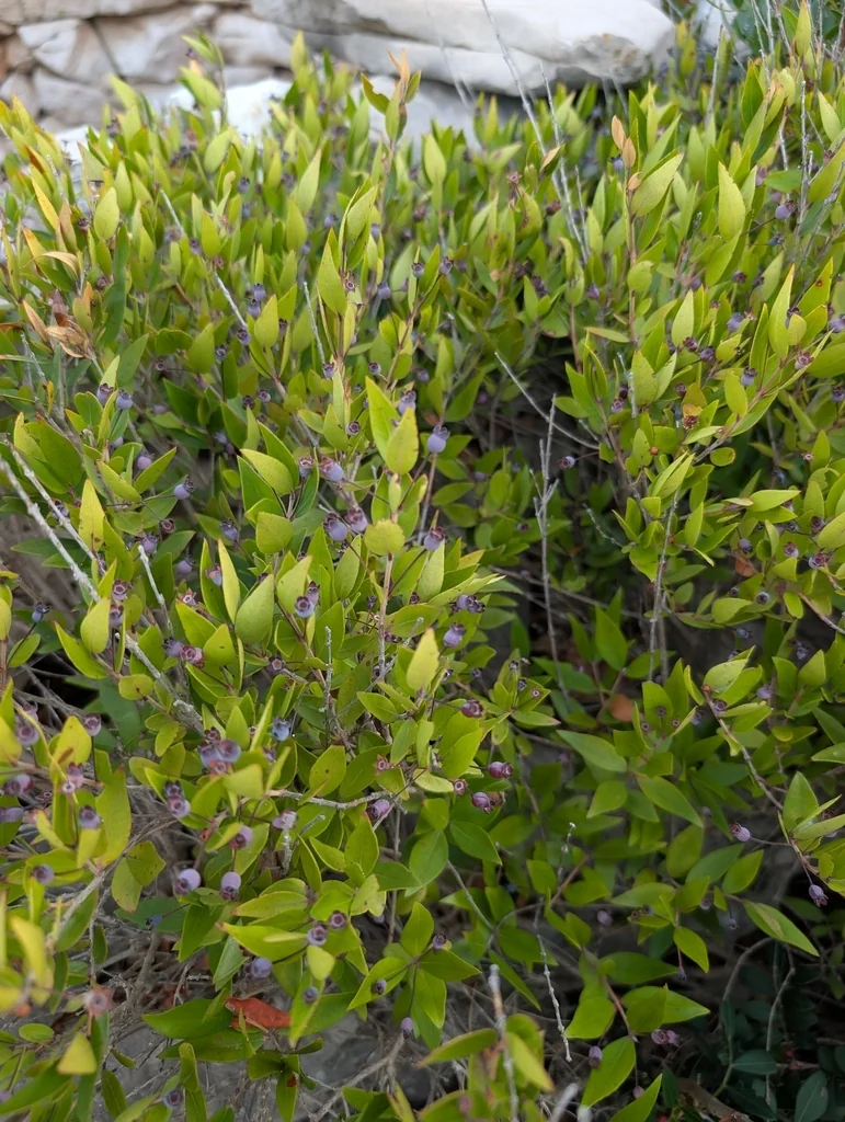 Myrtus Communis