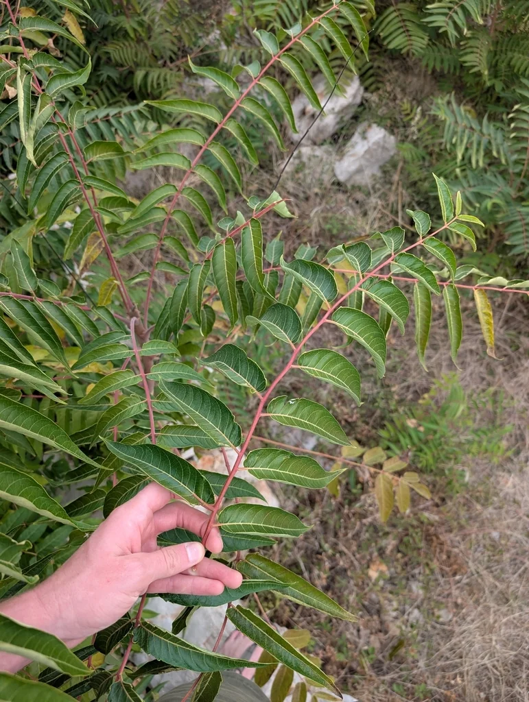 Ailanthus Altissima