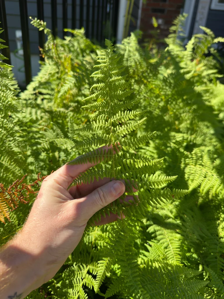 Dennstaedtia Punctiloba