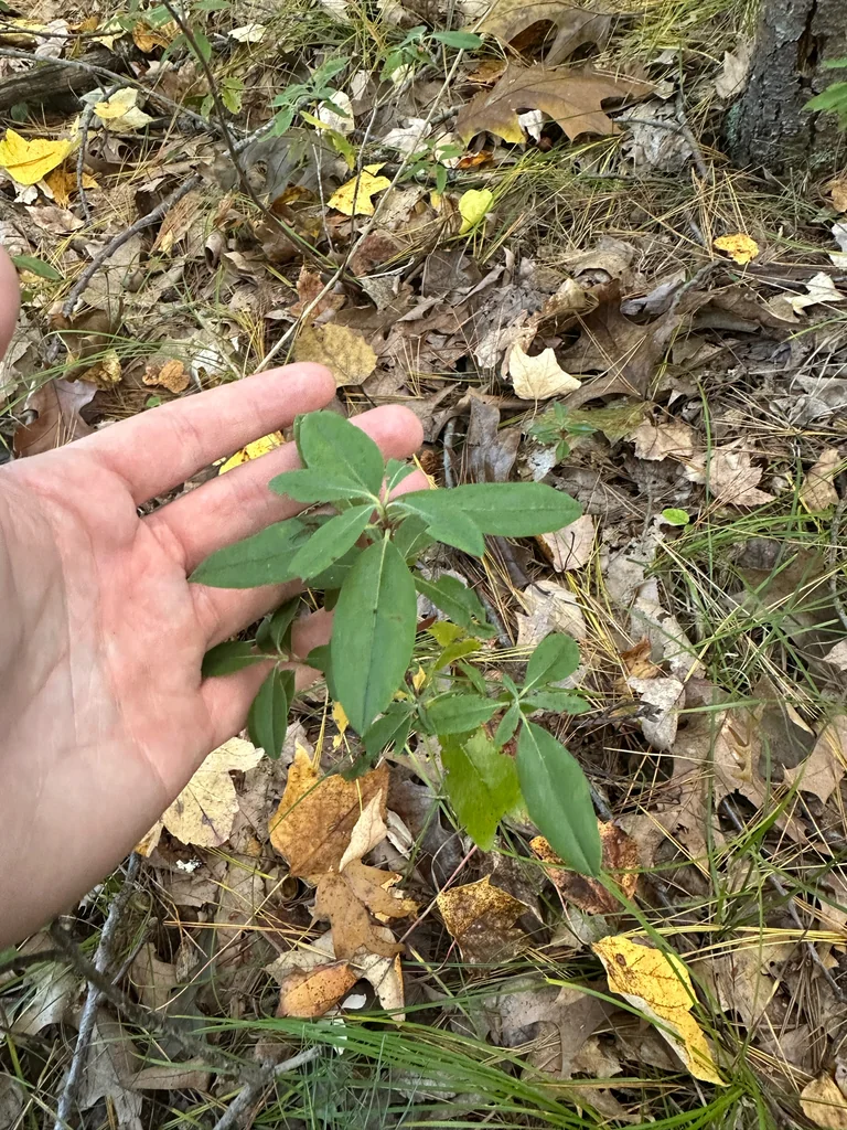 Kalmia Angustifolia