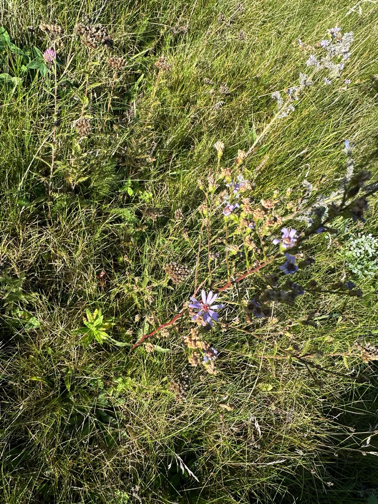 Symphyotrichum Oolentangiense