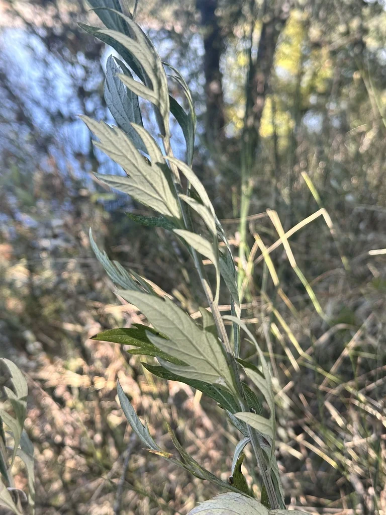 Artemisia Douglasiana
