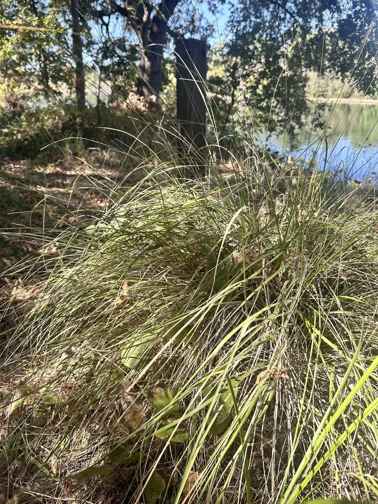 Muhlenbergia Rigens