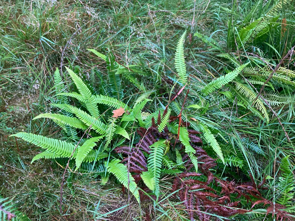 Blechnum Spicant