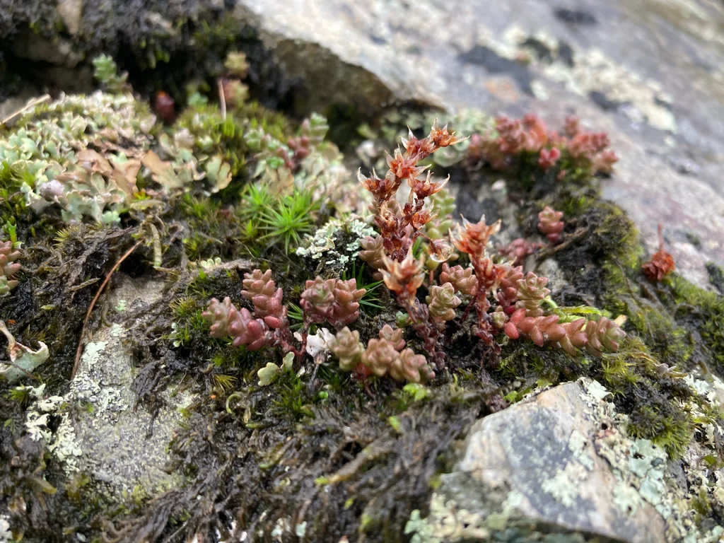 Sedum Anglicum