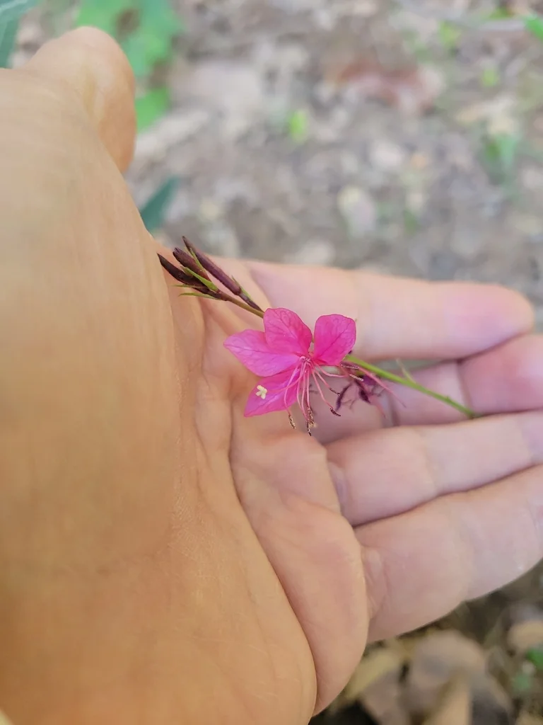 Oenothera lindheimeri