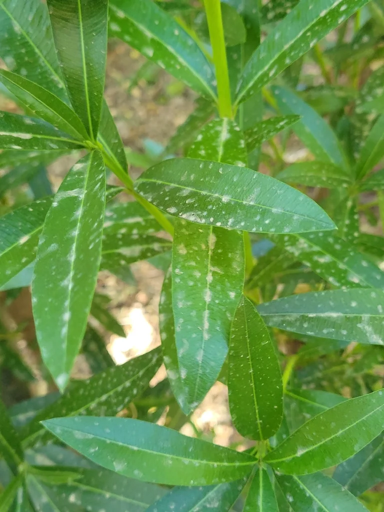 Nerium Oleander