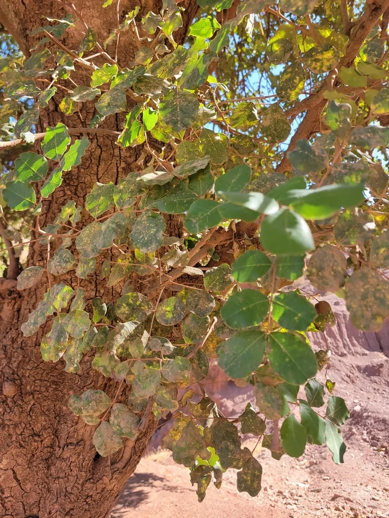 Ceratonia Siliqua