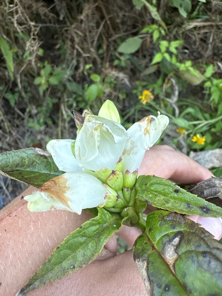 Chelone Glabra