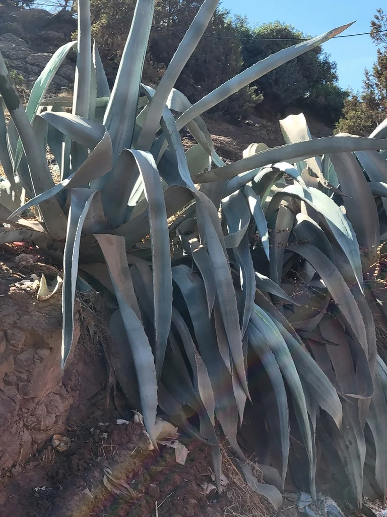 Agave Americana V. Marginata