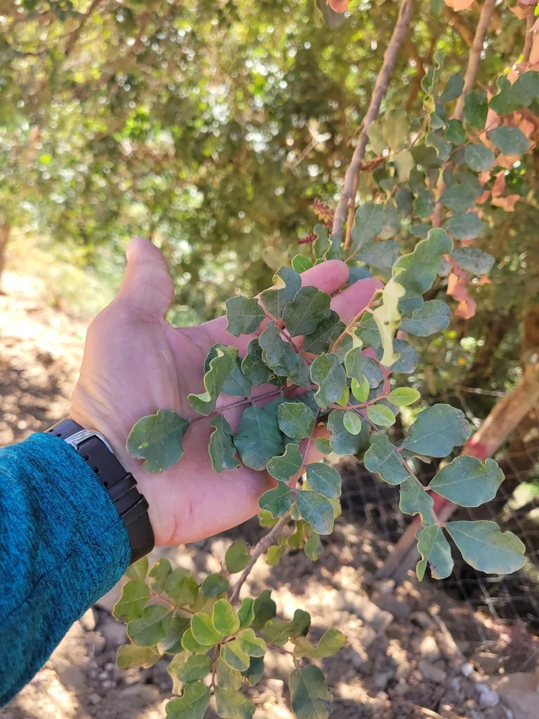 Ceratonia Siliqua