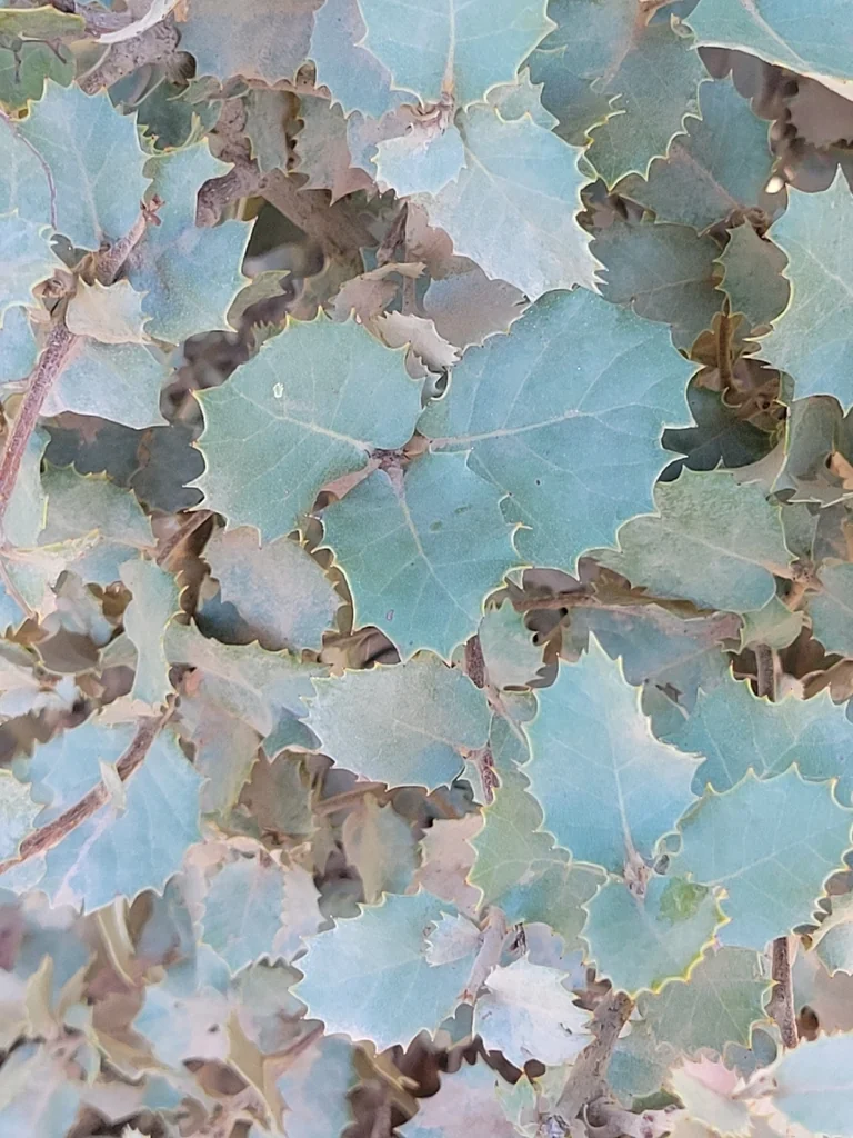 Quercus Ilex