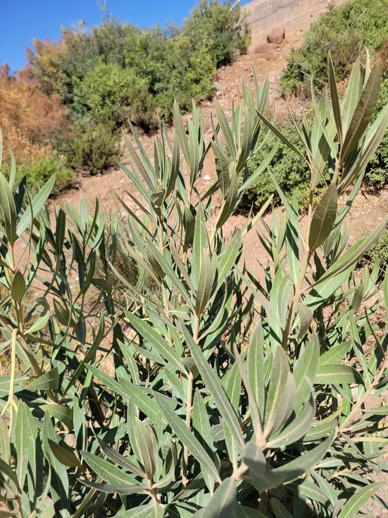 Nerium Oleander