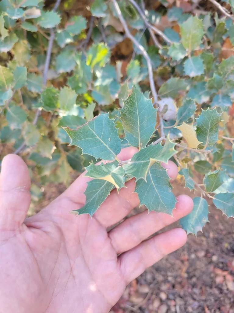 Quercus Ilex