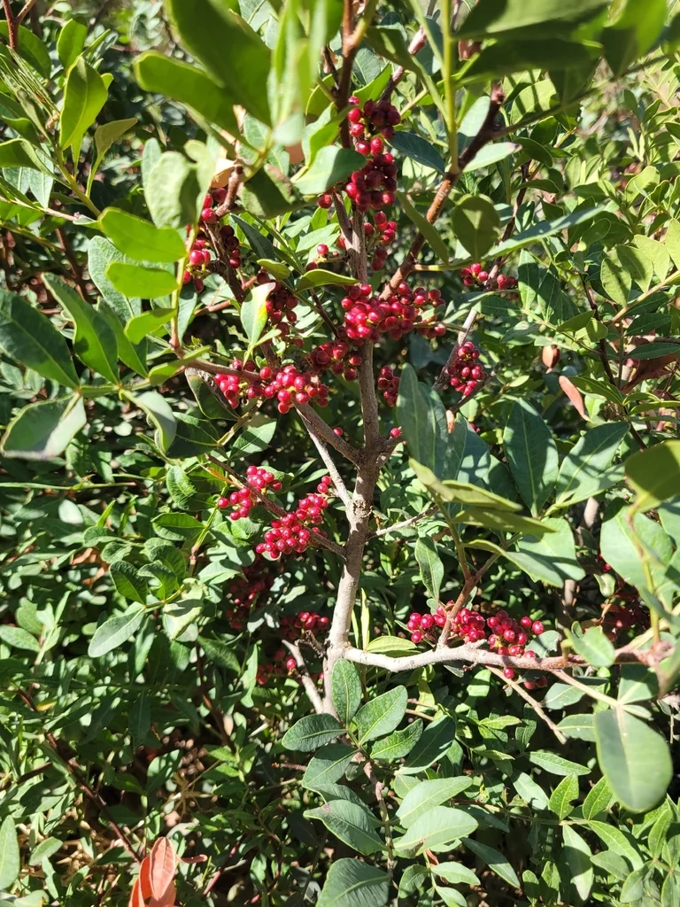 Pistacia Lentiscus