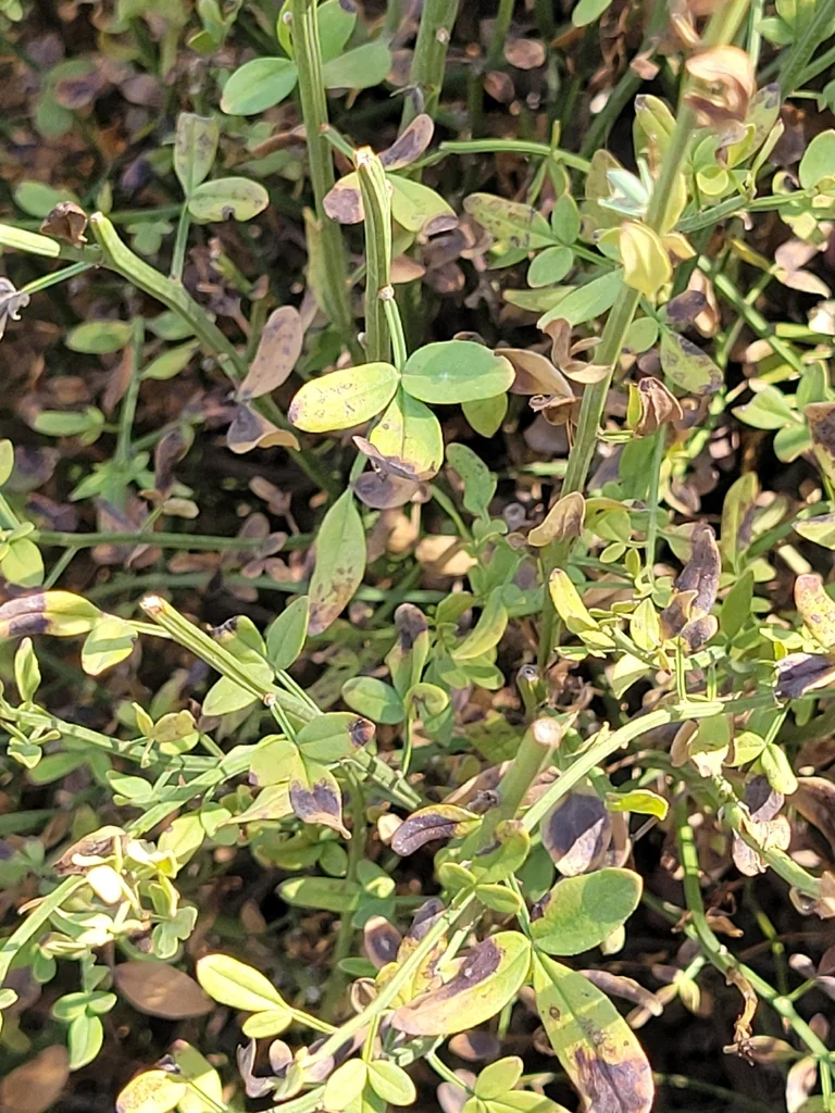 Jasminum Humile