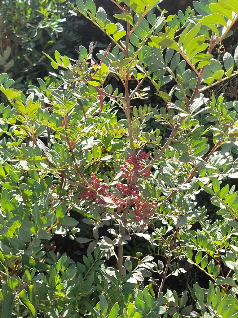 Pistacia Lentiscus