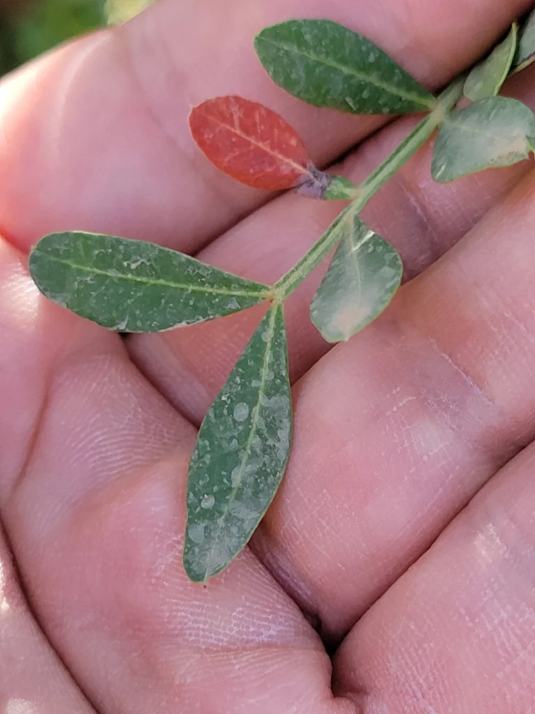 Pistacia Lentiscus