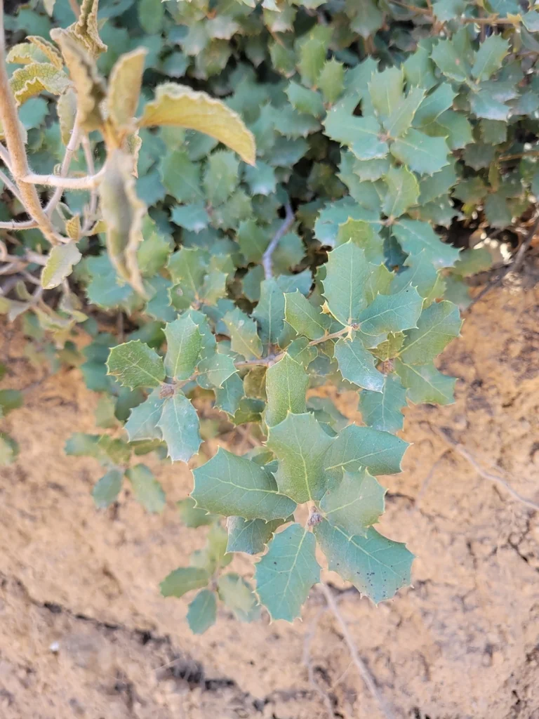 Quercus Ilex