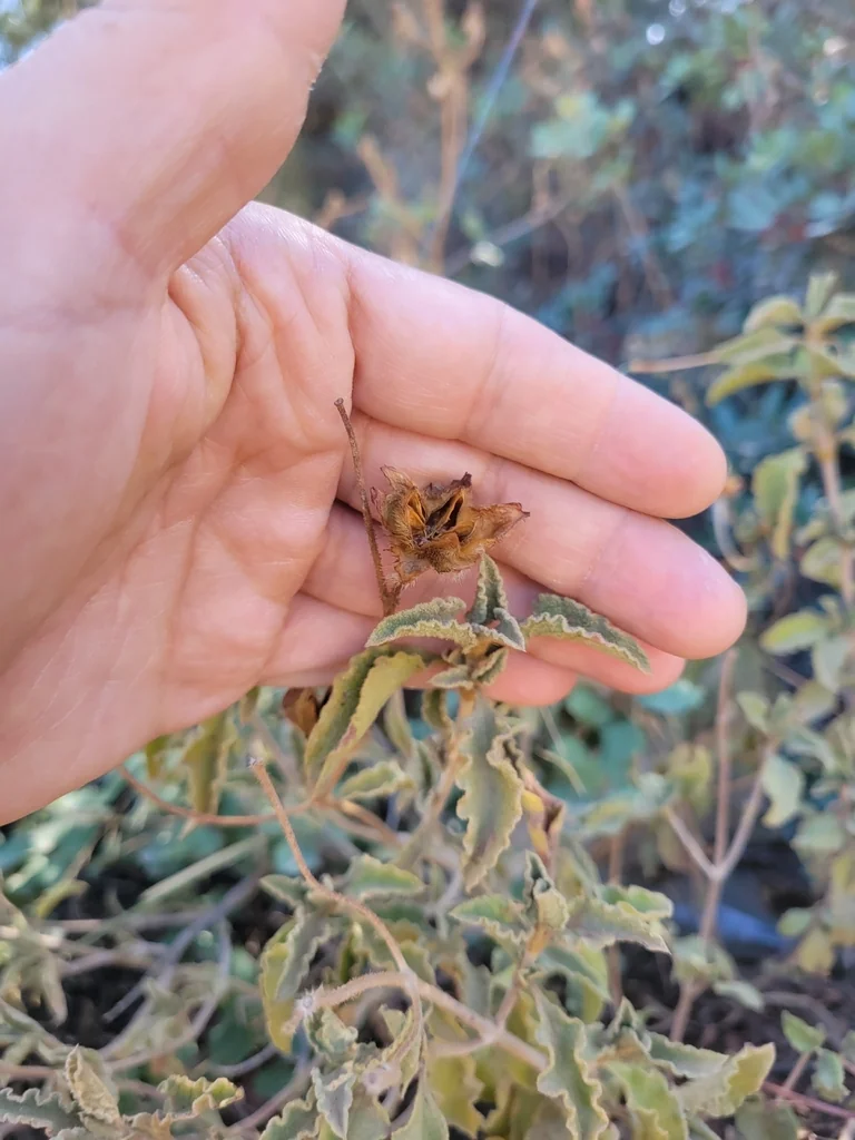 Cistus Creticus