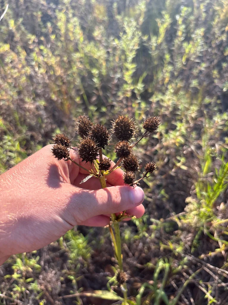 Eryngium Yuccifolium