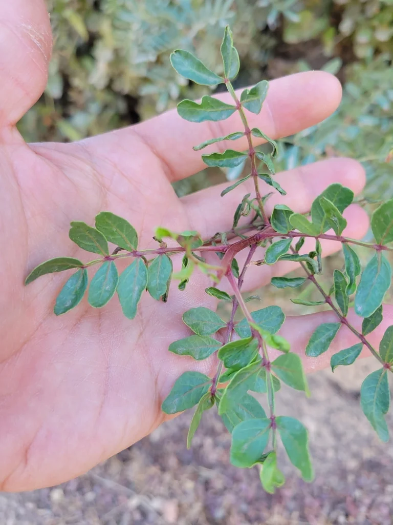Pistacia Lentiscus