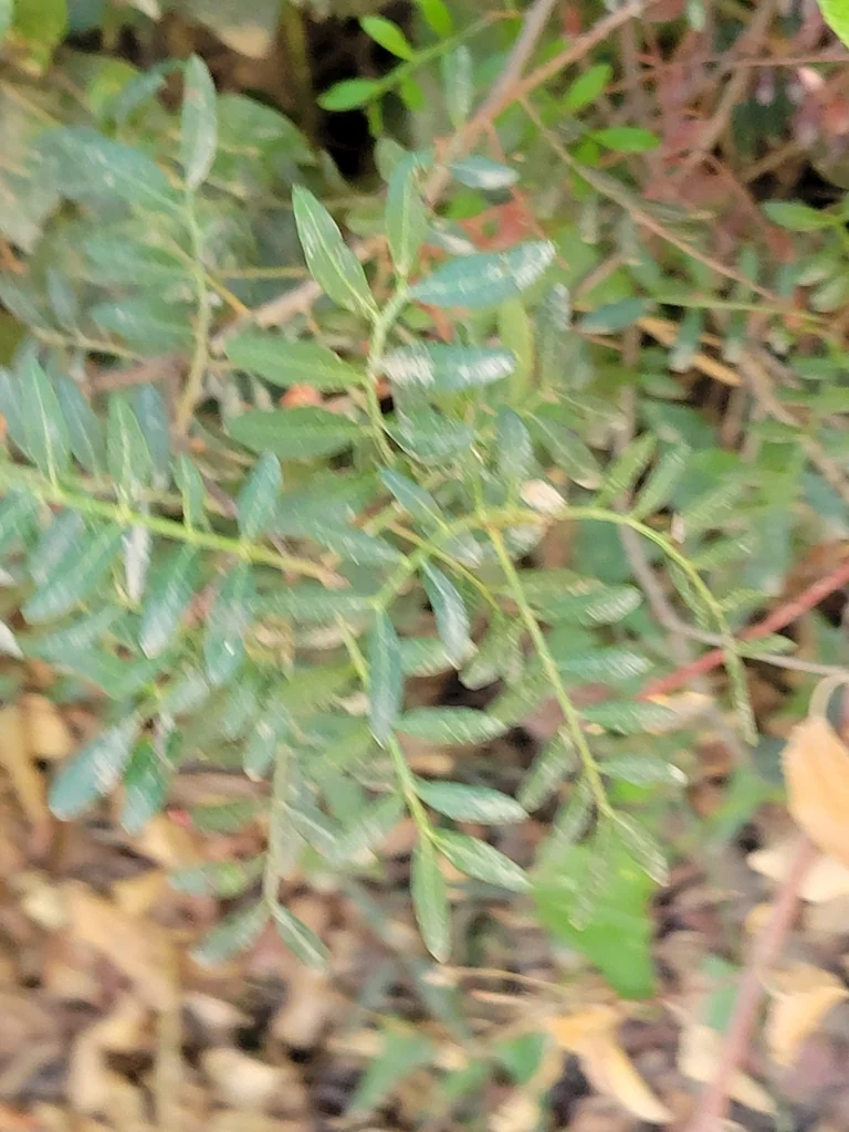 Pistacia Lentiscus