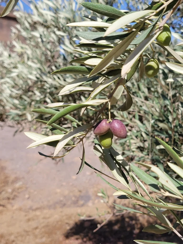 Olea Europaea