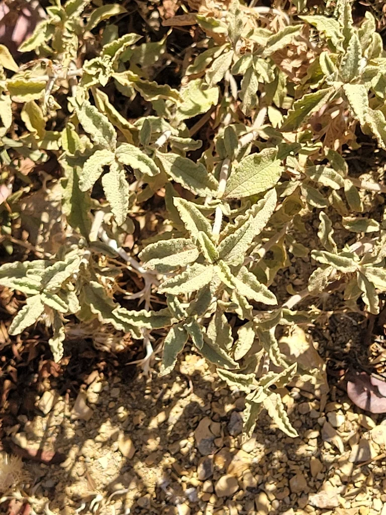 Cistus Creticus