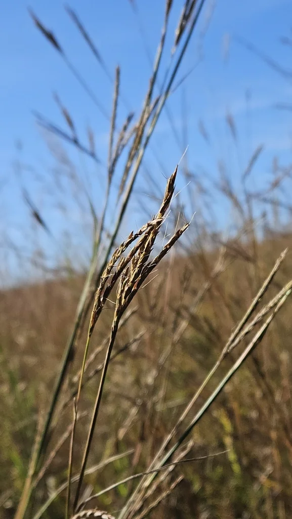 Andropogon Gerardii