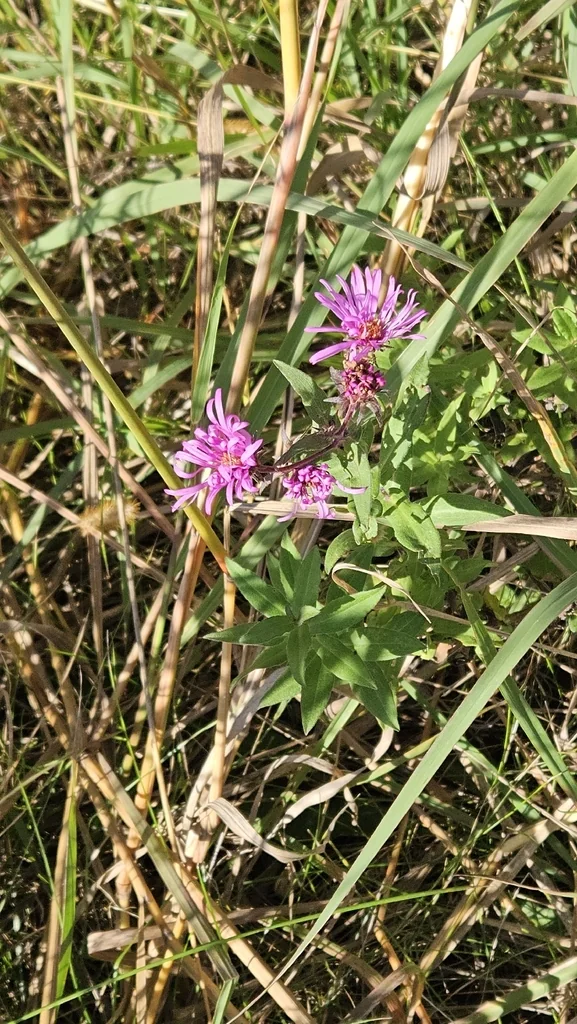 Aster Novae-Angliae