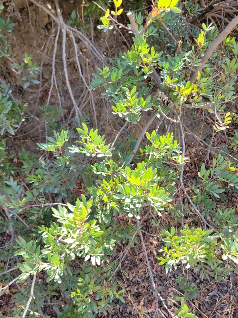 Pistacia Lentiscus