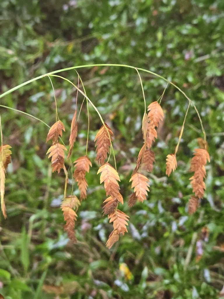 Chasmanthium Latifolium