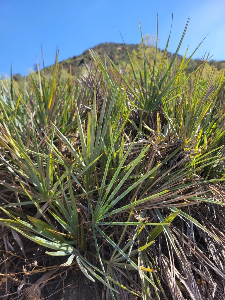 Chamaerops Humilis