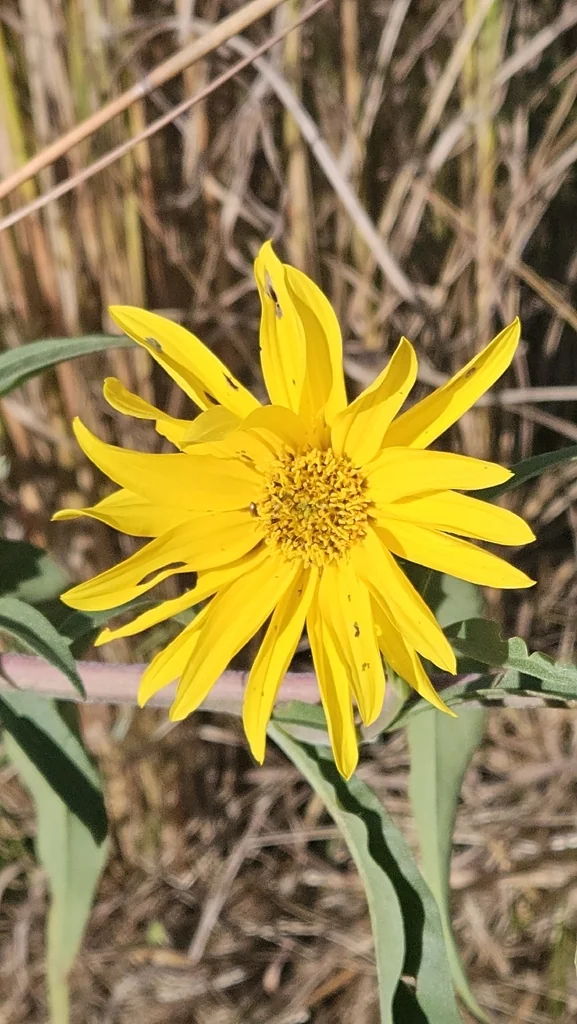 Helianthus Maximiliani