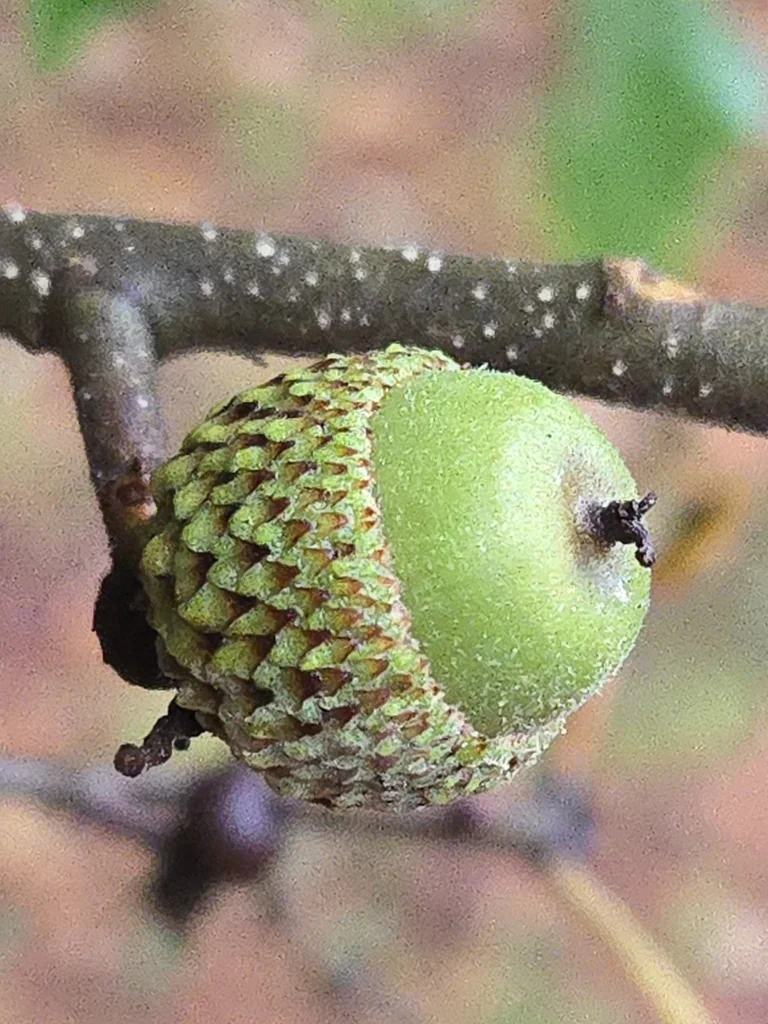 Quercus Stellata