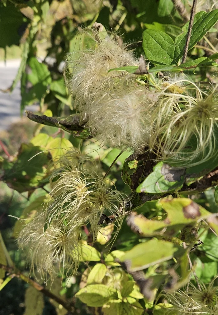 Clematis Virginiana