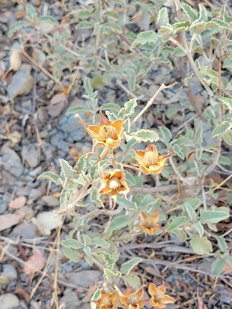 Cistus Creticus