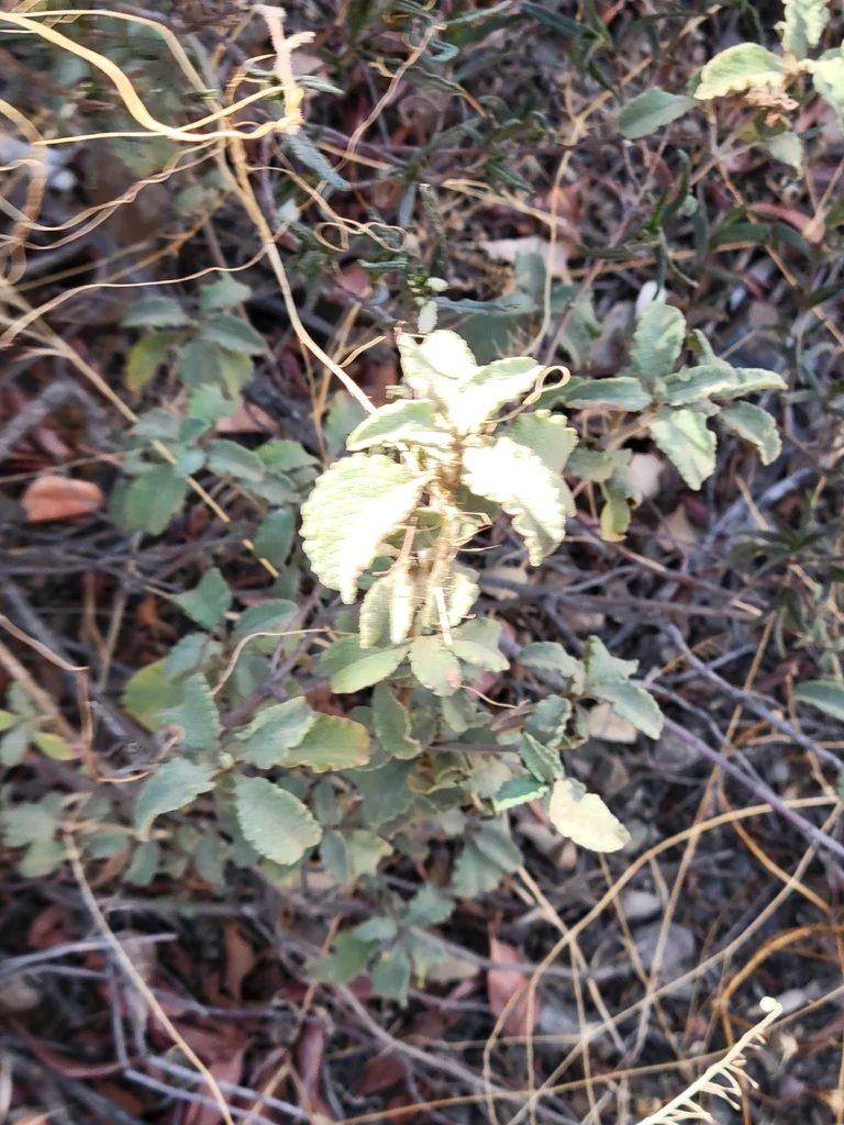 Cistus Creticus