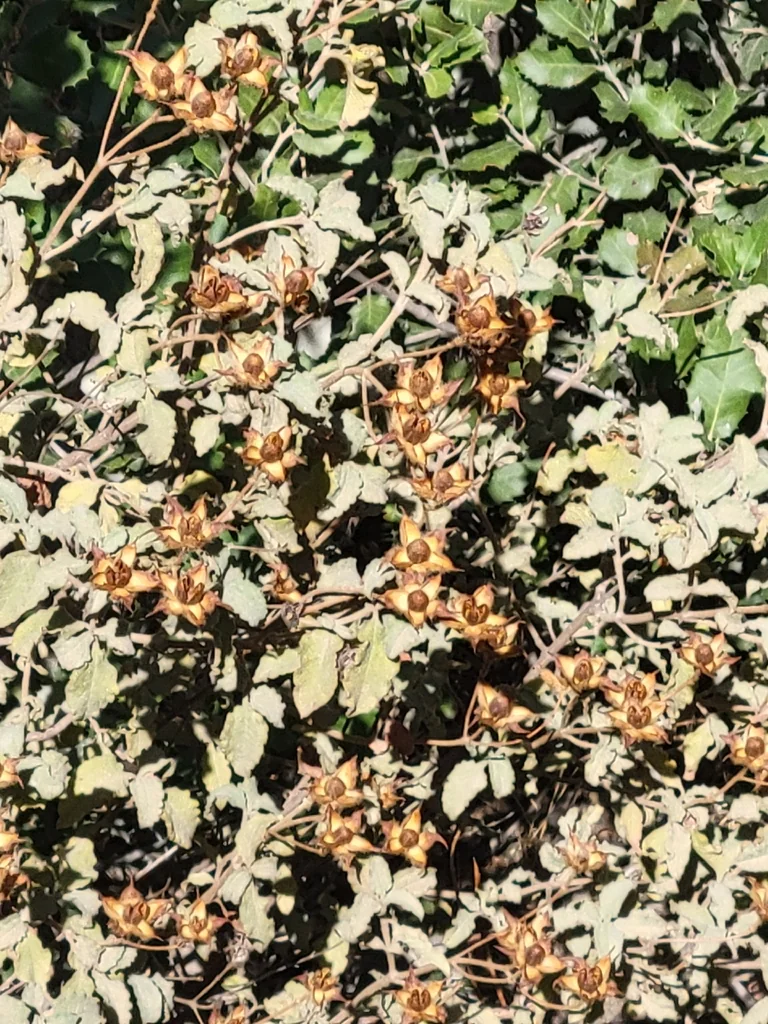 Cistus Creticus