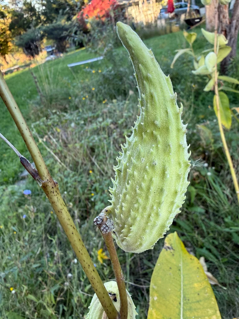 Asclepias Syriaca