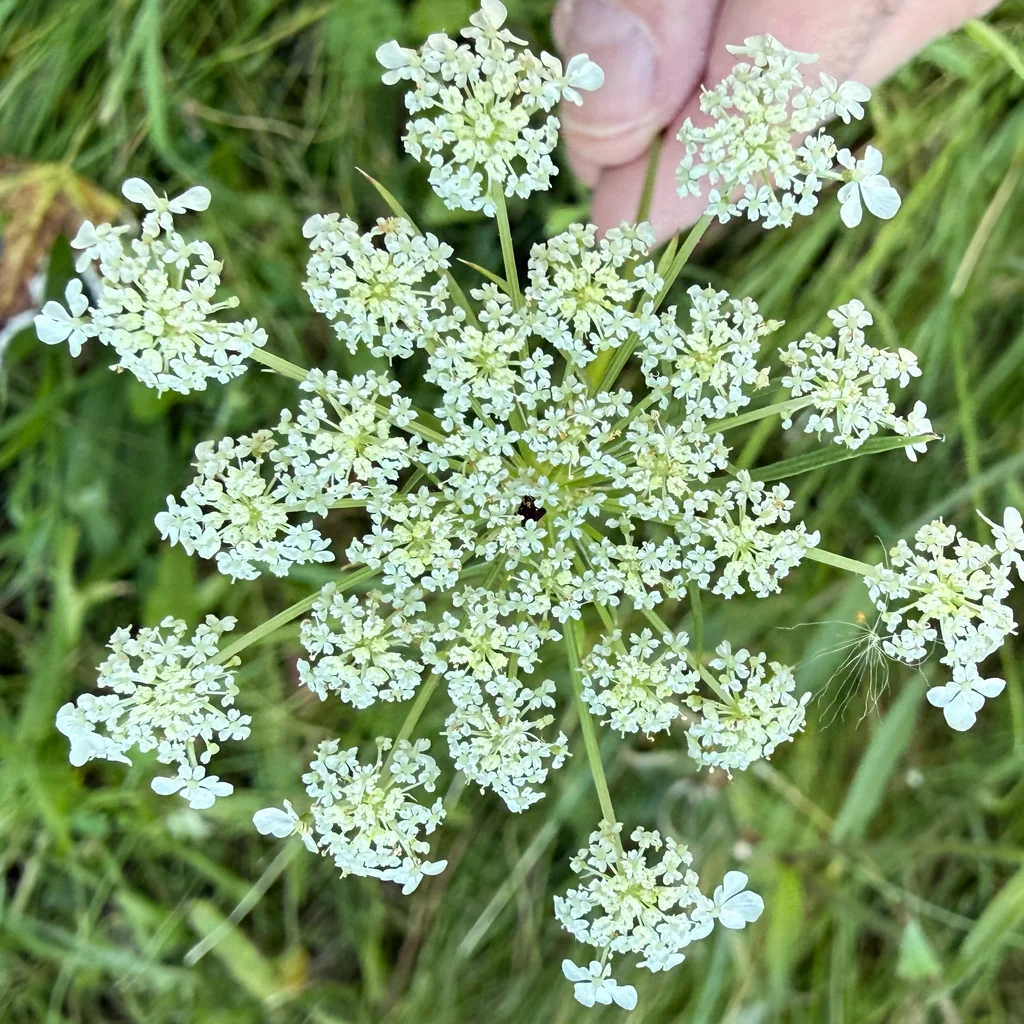 Daucus Carota