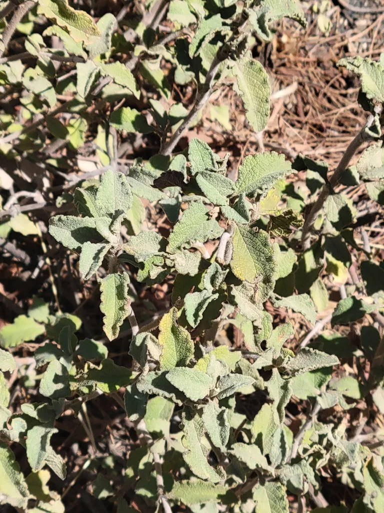 Cistus Creticus