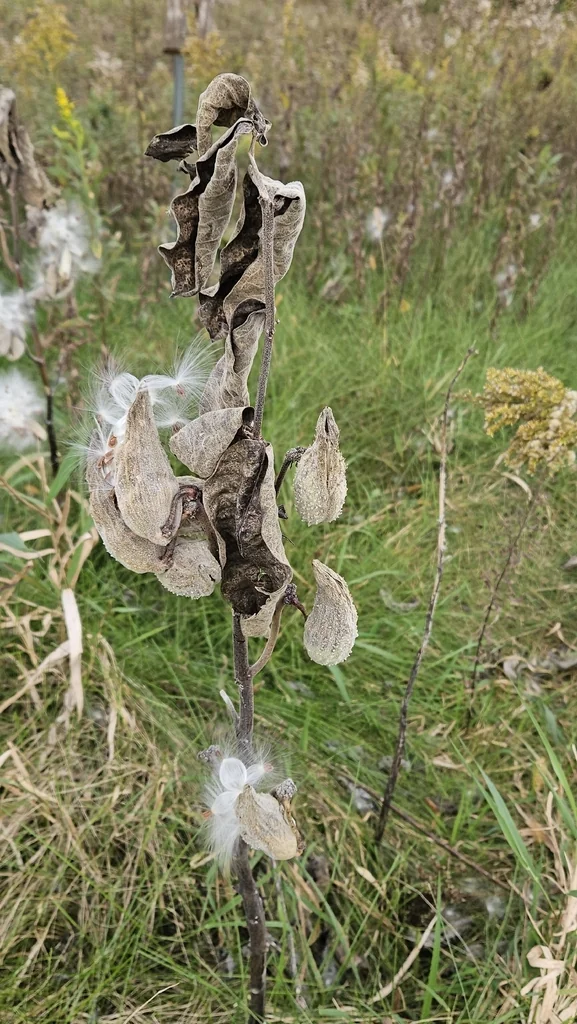 Asclepias Syriaca